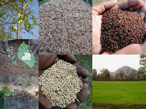 Validated and Potential
Medicinal Rice Formulations for Diabetes mellitus Type 2 Complications and/with
Psoriasis (TH Group-210) from Pankaj Oudhia’s Medicinal Plant Database