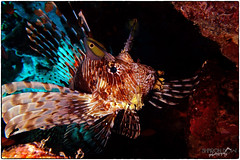 Common Lionfish (Pterois Miles)