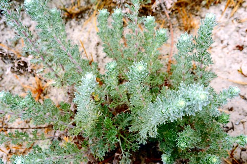 Gray-green Beach Sagewort, Artemesia pycnocephala, not a sage nor a wort but a member of the Composite Family (Asteraceae), sand, Asilomar state park, Pacific Grove, California, USA by Wonderlane