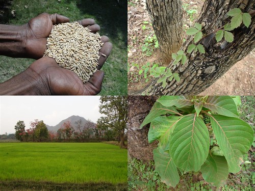 Medicinal Rice Formulations for Diabetes Complications and Heart Diseases (TH Group-60) from Pankaj Oudhia’s Medicinal Plant Database by Pankaj Oudhia