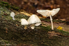 UK Fungi