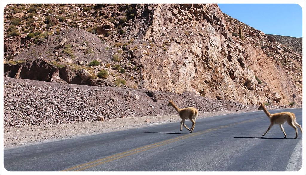 llamas on the road