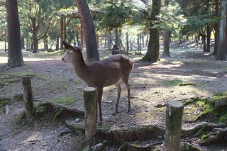 The Deer of Nara