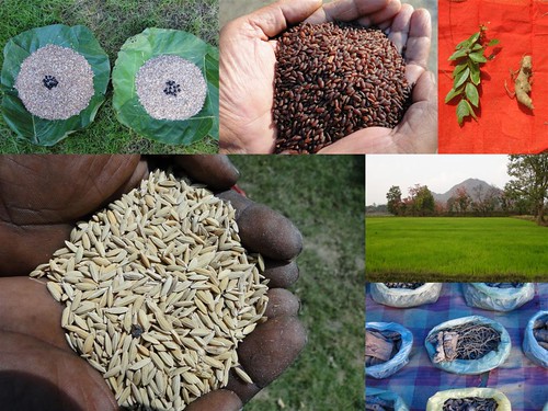 Validated and Potential Medicinal Rice Formulations for Hypertension and/with Diabetes mellitus Type 2 Complications (TH Group-276) from Pankaj Oudhia’s Medicinal Plant Database by Pankaj Oudhia
