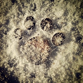 "the calm before the storm" #snow covered #pawprint door mat #dogstagram #ilovemydogs #winterwonderland