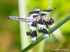 dragonflies: banded skimmers