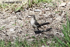 moqueur polyglotte- northern mockingbird