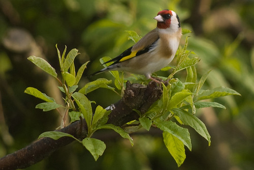Goldfinch 12
