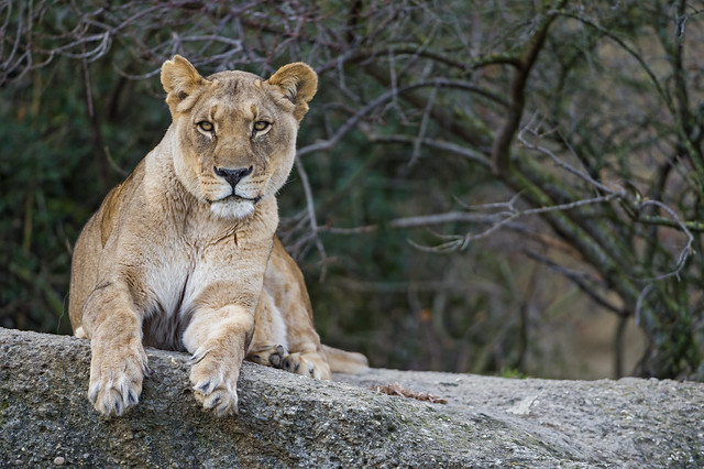 Cool posing lioness