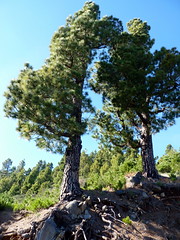La Palma - Pine Trees