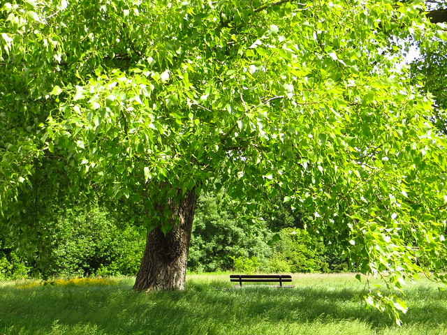 Tree on the Little Tumulus Field