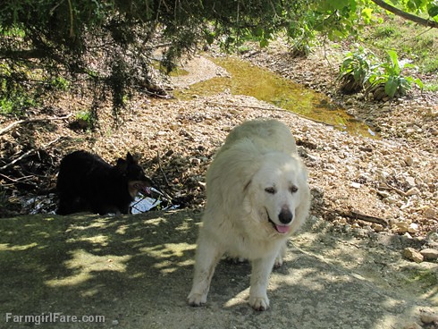 (30-20) Bear enjoys the last remnants of the drying up wet weather creek - FarmgirlFare.com