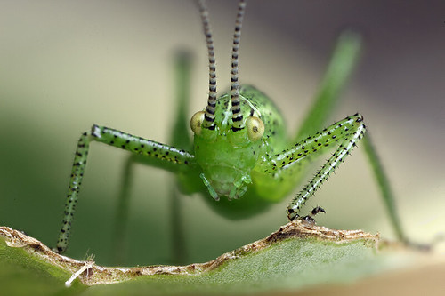 Speckled bush cricket nymph #4 by Lord V