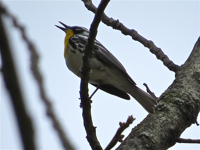 Yellow-throated Warbler in Funks Grove, IL