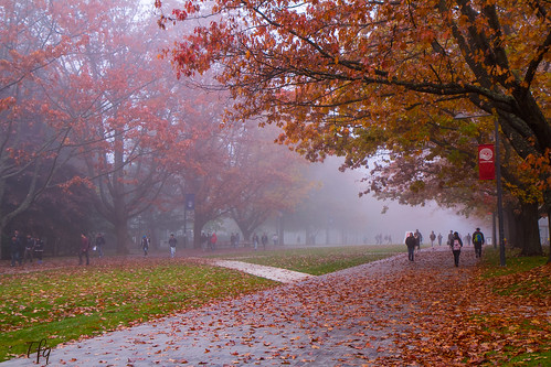 Foggy UBC campus