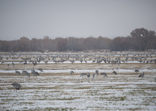 Sandhill Cranes in snow - cornfield