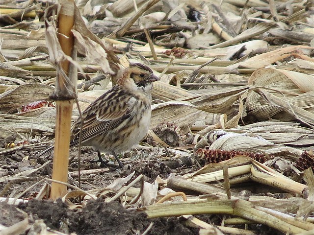 Lapland Longspur in McLean County, IL 02