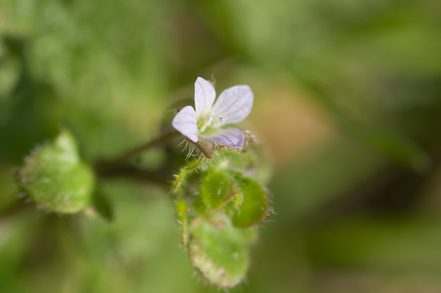 117: Ivy-leaved Speedwell