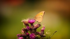 Papillons-Insectes-Libellules