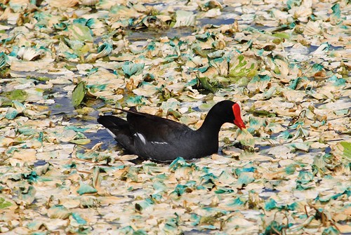 Red shielded Moorhen and bluing Water Lettuce by jungle mama