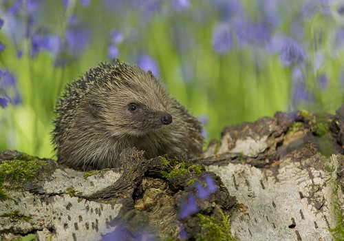 Hedgehog in Bluebells ...