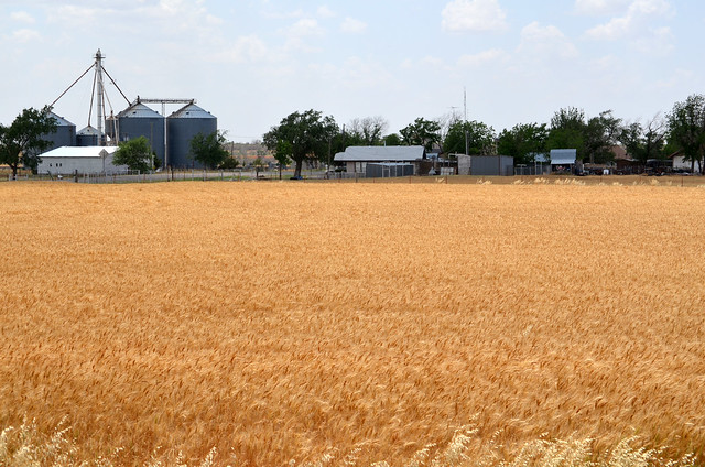 Wheat in Oklaunion