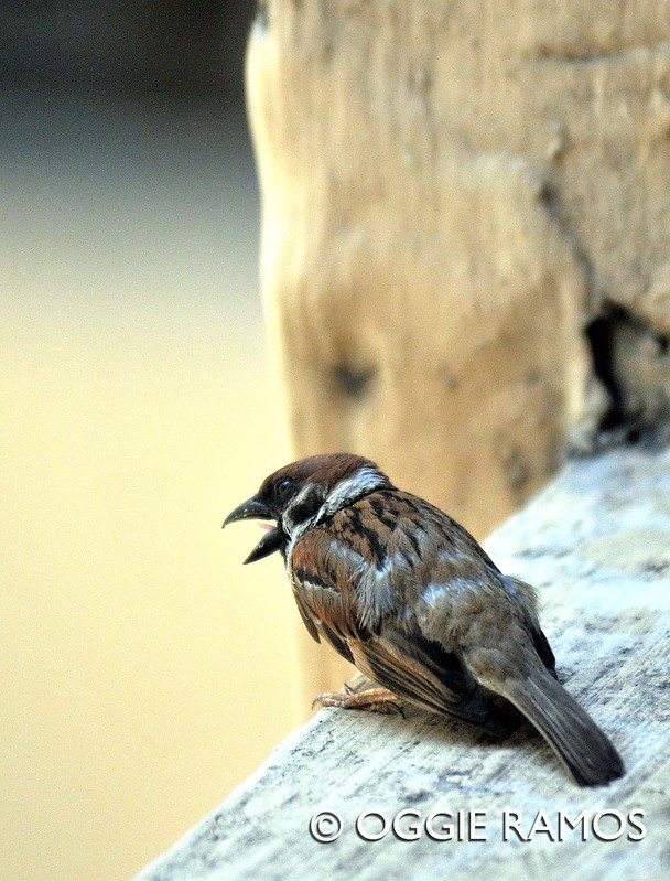 Wildlife outside my window II - City Sparrow