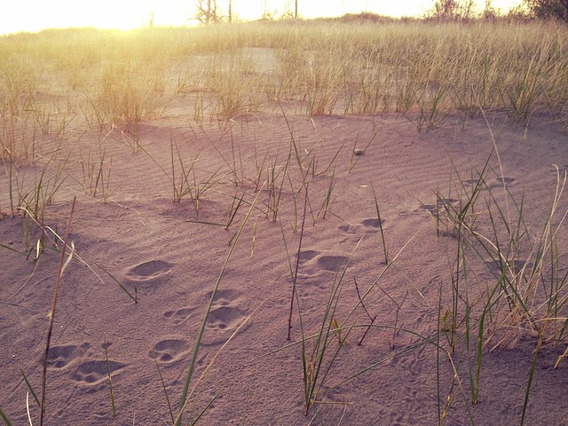 Coyote tracks on the beach