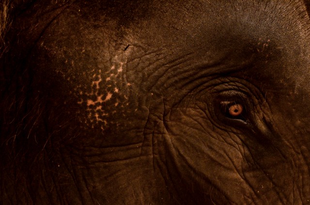 Elefante ad Ayutthaya