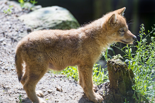 Standing wolf pup by Tambako the Jaguar