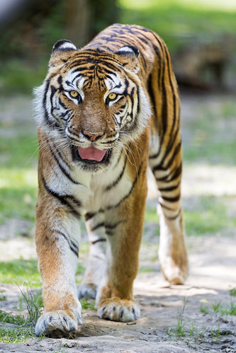 Walking and smiling Siberian tigress by Tambako the Jaguar