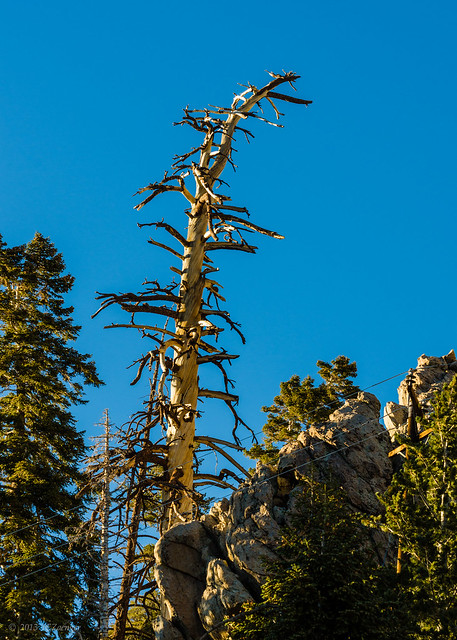 Desert mountain old tree
