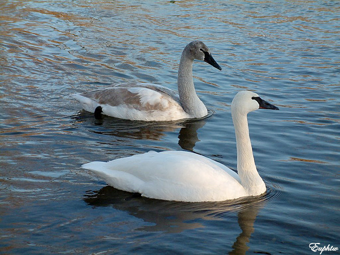 swan river2004 013