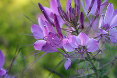 Spider Flowers/Cléomes (Cleome)