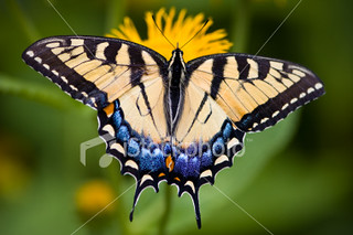 tiger swallowtail butterfly