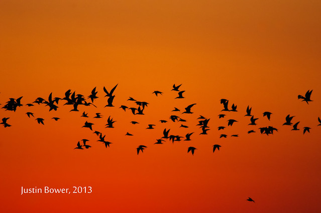 Flocks at
Dawn, Bolivar Peninsula