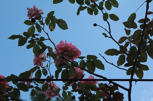 Roseto comunale: "rose rampicanti"