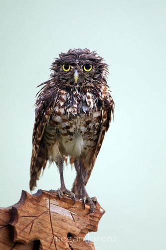 Wet Owl by Megan Lorenz
