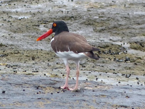American Oystercatcher by Mike's Birds