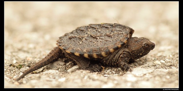 Baby Common snapping turtle (Chelydra serpentina)