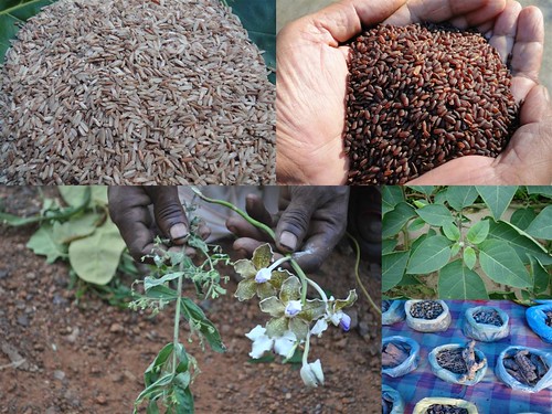 Validated and Powerful Medicinal Rice Formulations for Diabetes (Madhumeha) and Cancer Complications and Revitalization of Kidney (TH Group-148 special) from Pankaj Oudhia’s Medicinal Plant Database by Pankaj Oudhia