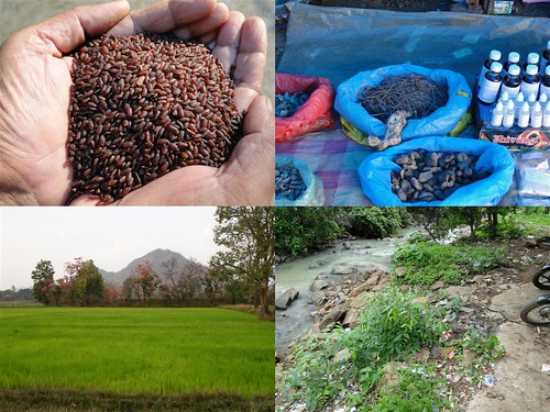 Validated and Potential Medicinal Rice Formulations for Diabetes (Madhumeha) and Cancer Complications and Revitalization of Kidney (TH Group-166) from Pankaj Oudhia’s Medicinal Plant Database by Pankaj Oudhia