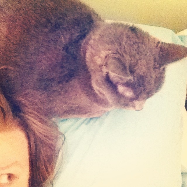 I greet the day with a cat on my head. #catsofinstagram