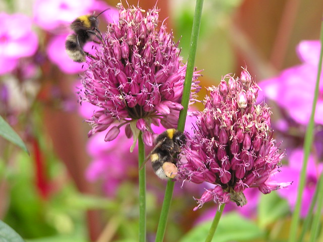 Bumblebees, Bombus lucorum