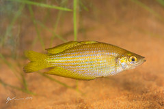 North-west QLD Fish