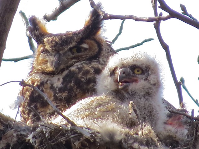Great Horned Owl Family at Evergreen Lake Comlara Park in McLean County