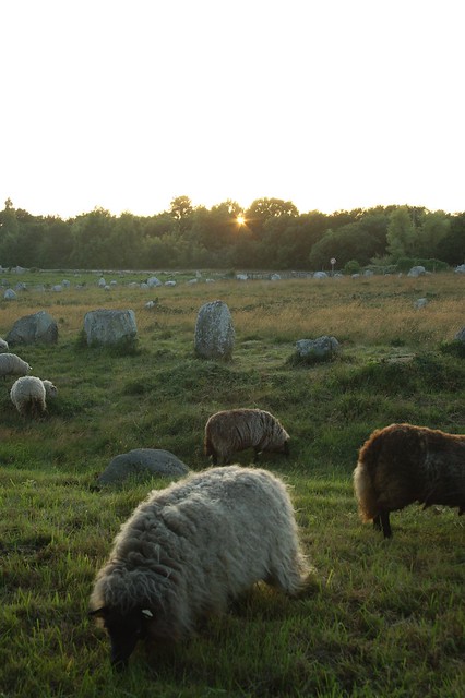 A flock of sheep grazing through the megalithic Carnac Alignments, in Carnac, France.