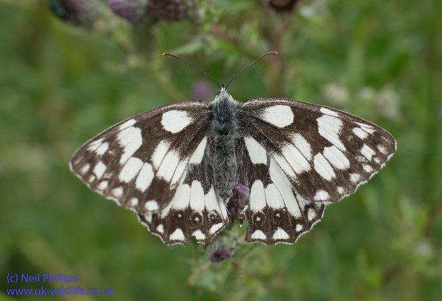 marbled white butterfly-10