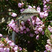 Lizard climbing heather bush