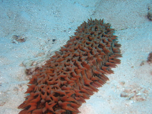 Pineapple Sea Cucumber, Great Barrier Reef
